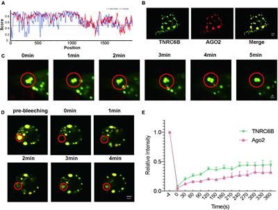 MiR-490-3p Silences CDK1 and Inhibits the Proliferation of Colon Cancer Through an LLPS-Dependent miRISC System